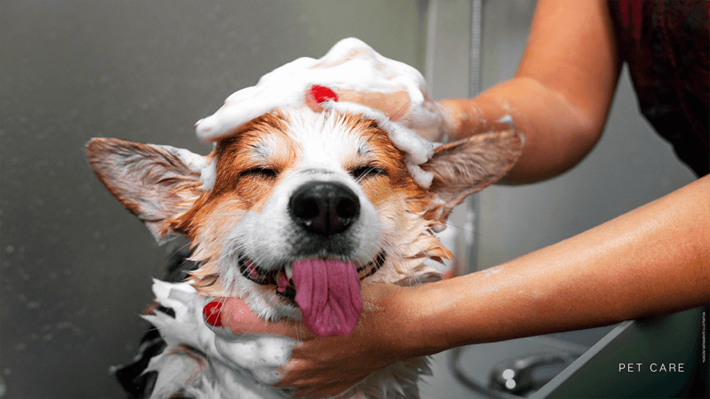 lagom pereque pet care